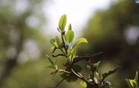 春茶茶和秋茶口感-春茶茶秋茶的口感区别