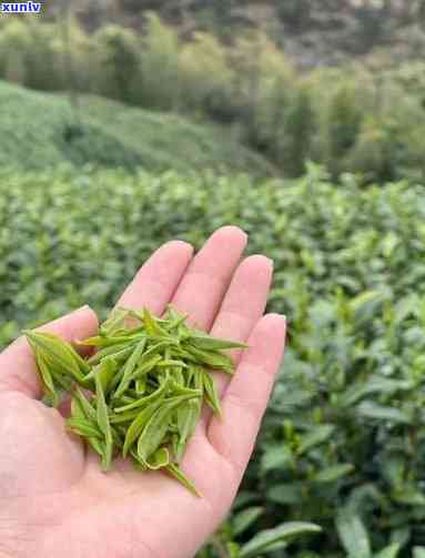 安吉高山茶是什么茶？种类、价格全解析