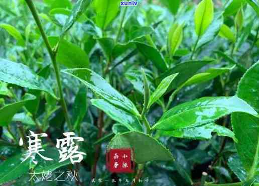 寒露茶和白露茶口感一样吗，探究寒露茶与白露茶的口感异同