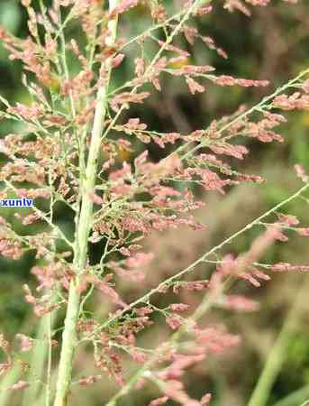 寒露茶和白露茶口感-寒露茶和白露茶口感区别