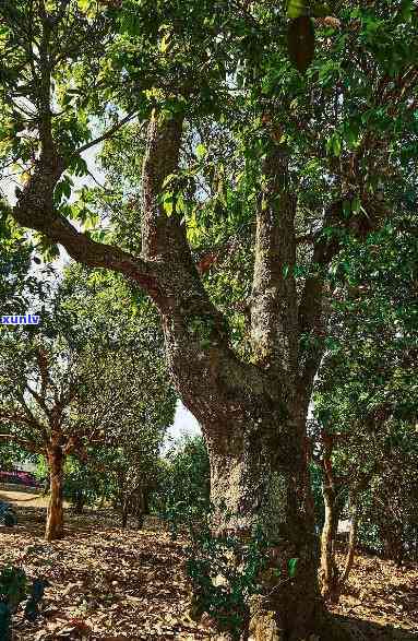 老班章村31号茶农-老班章村千年古茶树