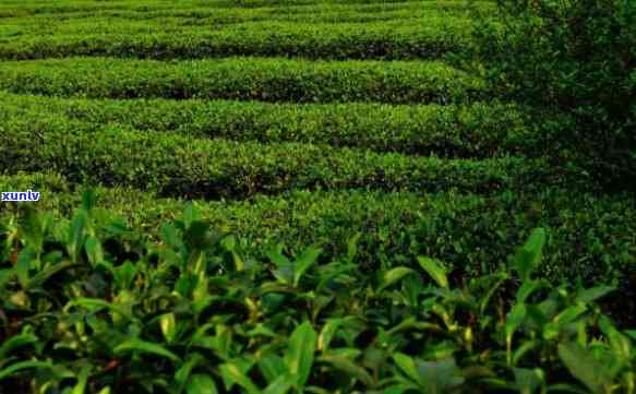 岁月传承茶叶是哪里的，探寻岁月印记：揭秘“茶叶是哪里的”背后的故事