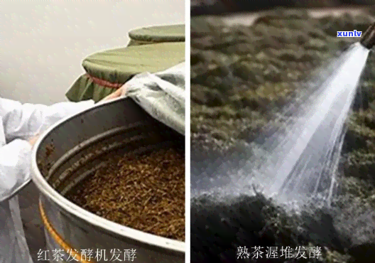 红茶发酵时需加水吗？探讨其必要性与原理