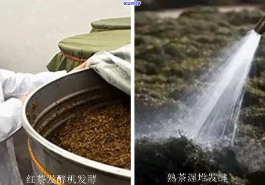 红茶发酵时是否需要压紧？视频详解教程