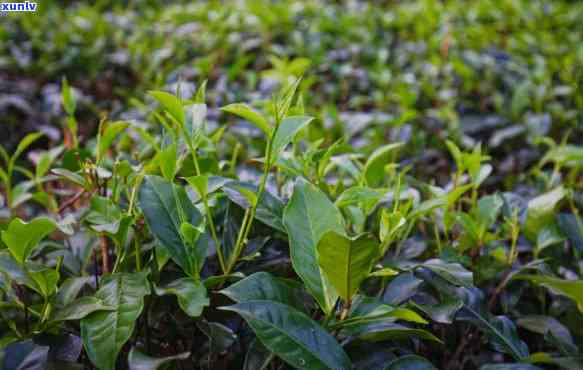 野茶属于什么红茶吗-野茶是红茶吗