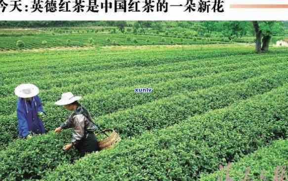 王老山红茶有哪些名称？详解其分类与特点