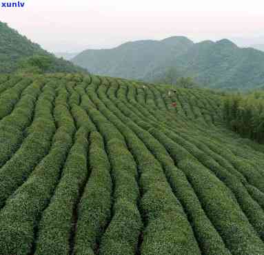 浙江桐庐茶叶品种，探索浙江桐庐的茶叶品种：一次味觉之旅