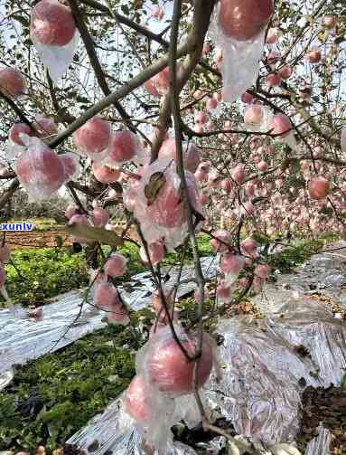 冠苹果图片大全高清大图