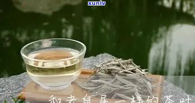 像老鼠屎一样的红茶-像老鼠屎一样的红茶叫什么