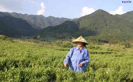 井冈山名茶：揭秘十大名茶及其特色，品味绿色生态茶园的魅力