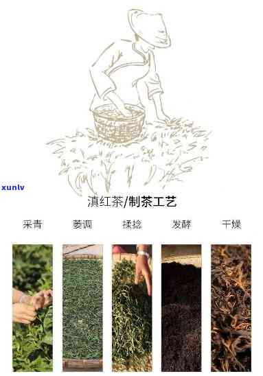 中国之一个酱香红茶-中国之一个酱香红茶