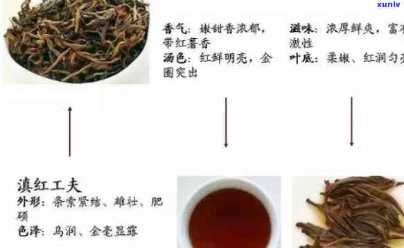 最早创制出的红茶是什么？探讨其起源与品种