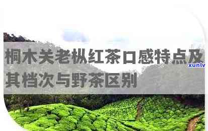 探究桐木关老枞红茶与野茶的区别及其独特功效与口感特点