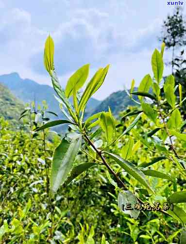 探究桐木关老枞红茶的神奇功效及其特点，揭秘与野茶的区别