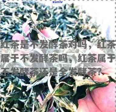 红茶是发酵茶吗？教材全法讲解，告诉你答案。