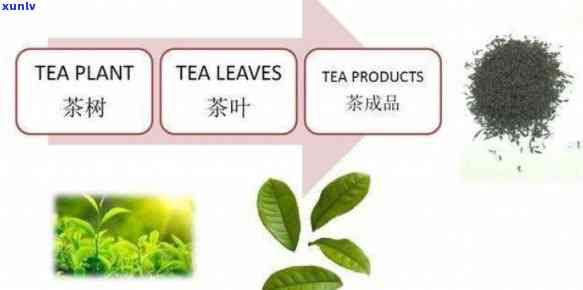 深度解析：锡兰红茶与红茶的口感差异