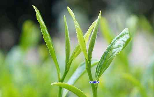 红茶是春茶还是秋茶-红茶是春茶还是秋茶好