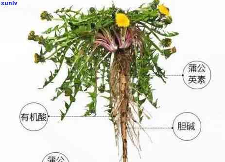 红茶能治幽门螺杆菌吗，红茶对幽门螺杆菌有治疗效果吗？