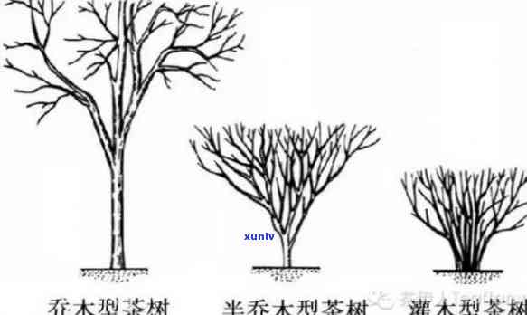 按照茶树的树型分类：种类与类型全解析