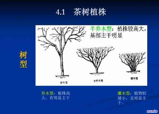 按照茶树的树型分类：不同种类及其特点