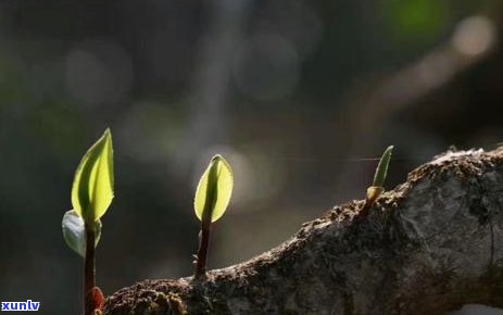 按照茶树的树型分类-按照茶树的树型分类有哪些