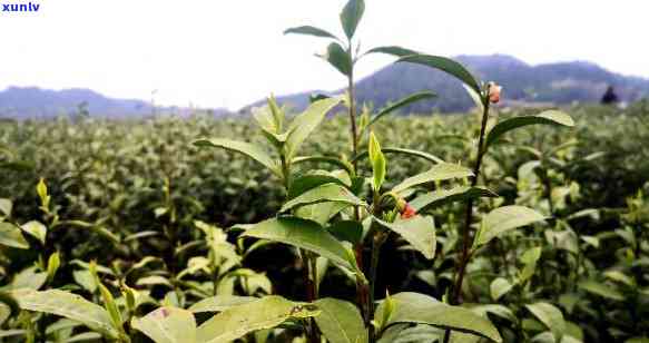 益顺安茶：探索其功效与生产过程