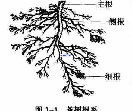 按照茶树的树形分类有，按树形分类的茶叶你知道吗？