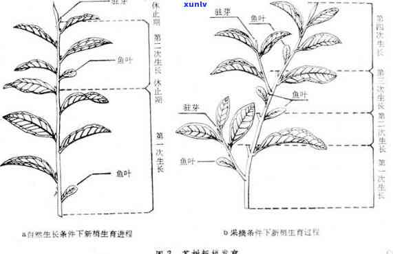 茶树按照树形可分为，茶树的形态分类：按树形划分的种类解析