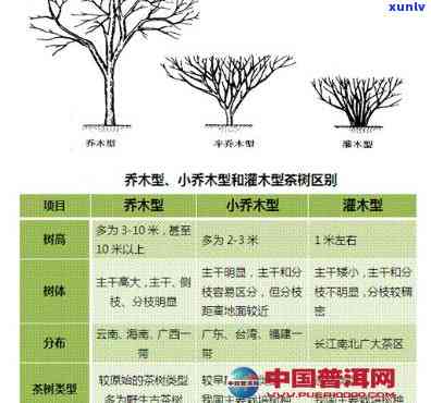 茶树按照树形结构分为：灌木型、小木型、大木型。