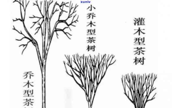 茶树按照树形结构分为：灌木型、小木型、大木型。