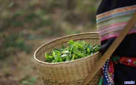 茶树按等级分三大类-茶树按等级分三大类是什么