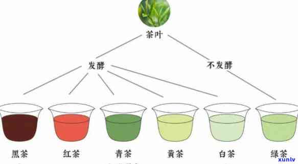 茶根据发酵程度分类为：绿茶、红茶、乌龙茶、白茶、黄茶等