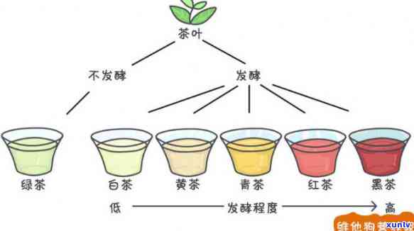 茶根据发酵程度分类为：绿茶、红茶、乌龙茶、白茶、黄茶等