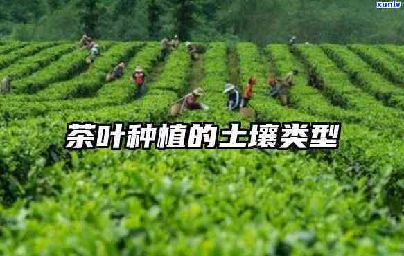 茶树分布与何种土相关？