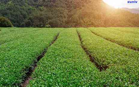 茶树主要分布在哪里-茶树主要分布在哪里呢