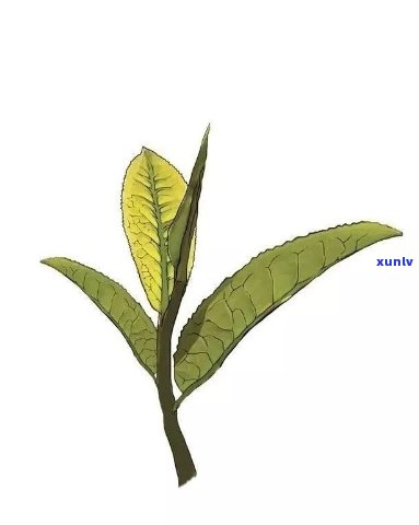 红茶什么节出新茶？春还是秋？看图揭晓！