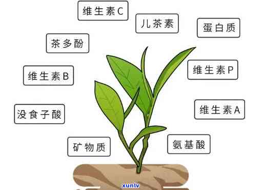 茶里含有哪些成分具有提神效果？哪种成分最有效？