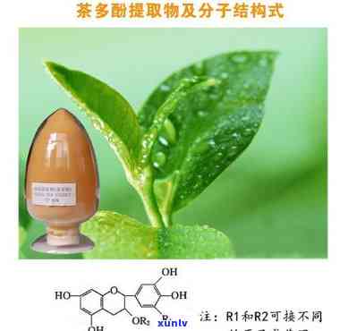 茶多酚的主体成分是A：泛酸、羧酸类