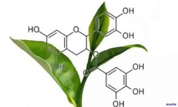 茶多酚的主体成分是A：泛酸、羧酸类