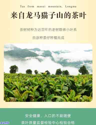 龙马小叶茶多少钱一斤？最新价格查询