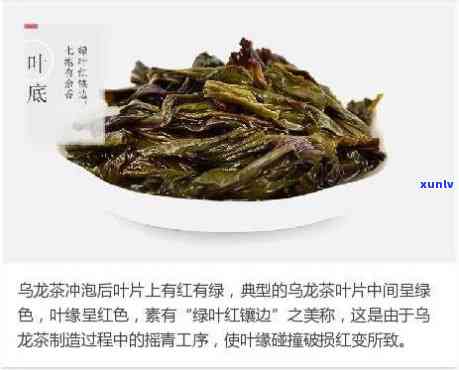 龙马小叶茶多少钱一斤？最新价格查询