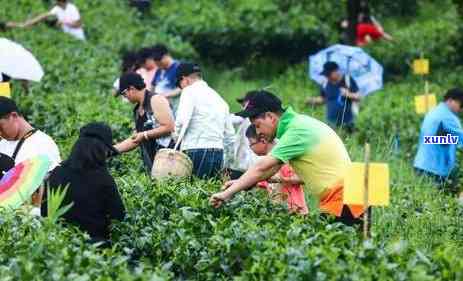 英德市怡品茗茶叶，探索高品质茶叶：走进英德市怡品茗茶叶