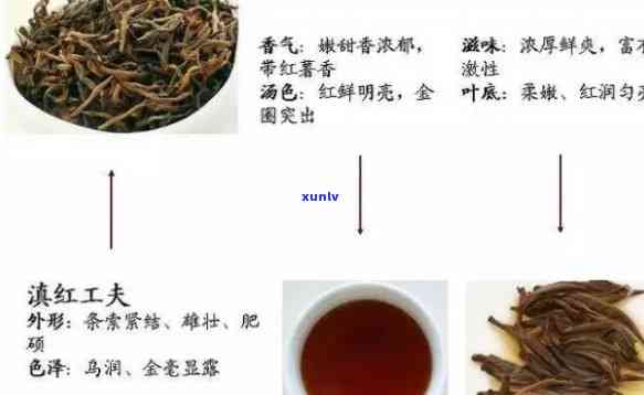 最早传入洲的红茶是，探究历：最早传入洲的红茶源自何处？