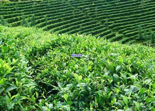 西南地区产什么茶，探秘西南地区：那些值得一试的特色茶叶！