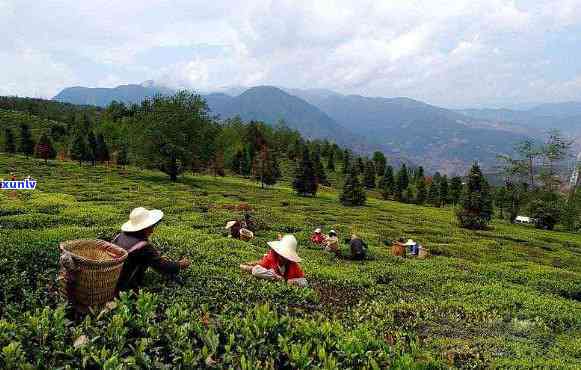 西南地区产什么茶，探秘西南地区：那些值得一试的特色茶叶！