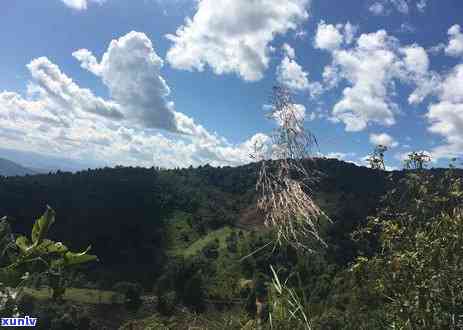 老班章茶农名单：揭示茶农、协会与直销关系