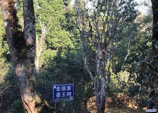 老班章村土豪村，探秘云南老班章村：从茶园到茶杯，揭秘“土豪村”的茶叶传奇