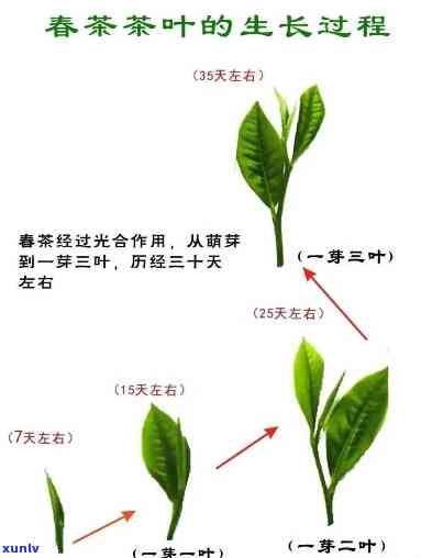 按照茶叶的生长节可分为春茶、茶、秋茶和冬茶四类