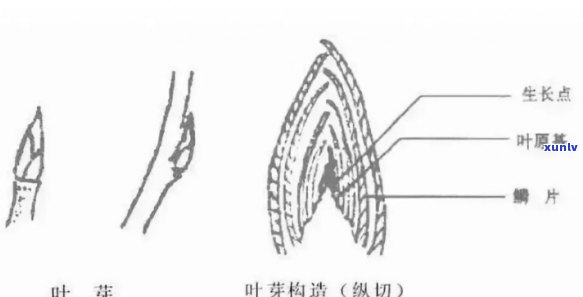 老虎的黄金吊坠：探索其历史、象征意义和 *** 工艺