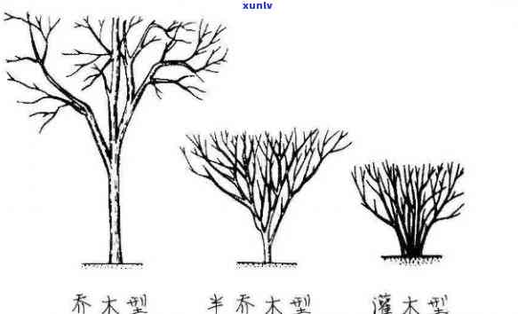 茶树根据树形可分为哪些类型和类别?